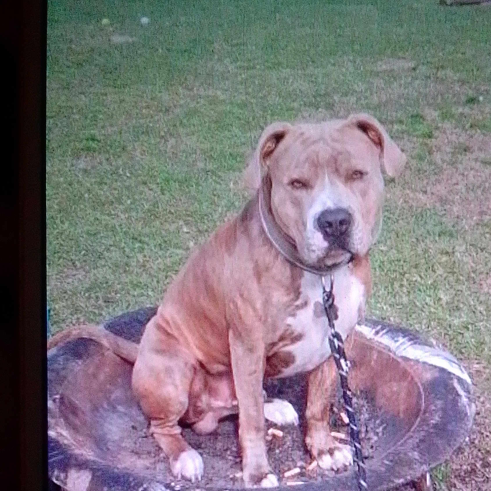 Pupbe is registered to the contest to win money with this photo: accessories, animal, architecture, boxer, bulldog, canine, collar, dog, drinkingfountain, fountain, grass, hound, outdoors, pet, pitbull, plant, playarea, puppy, tree, water