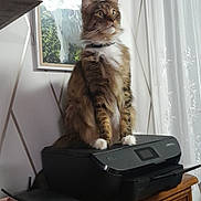 Tokyo participe au concours pour gagner de l'argent avec cette photo : animal, art, cat, computerhardware, drawer, electronics, furniture, hardware, indoors, interiordesign, monitor, painting, pet, plant, pottedplant, screen, speaker, table, tv, wood