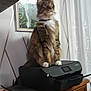 animal, art, cat, computerhardware, drawer, electronics, furniture, hardware, indoors, interiordesign, monitor, painting, pet, plant, pottedplant, screen, speaker, table, tv, wood
