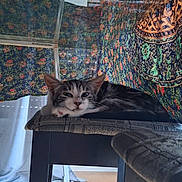Hōyō is registered to the contest to win money with this photo: animal, cat, cozy, curtain, cushion, domestic, ears, floor, furniture, home, indoor, patterned_fabric, pet, relaxed, resting, sleepy, stool, whiskers, window, wooden_floor