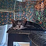 animal, cat, cozy, curtain, cushion, domestic, ears, floor, furniture, home, indoor, patterned_fabric, pet, relaxed, resting, sleepy, stool, whiskers, window, wooden_floor
