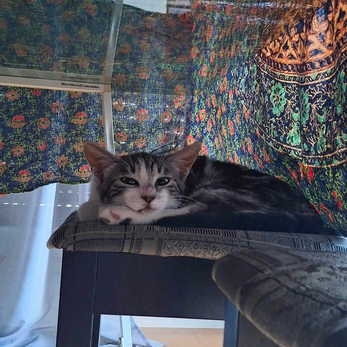 Hōyō is registered to the contest to win money with this photo: animal, cat, cozy, curtain, cushion, domestic, ears, floor, furniture, home, indoor, patterned_fabric, pet, relaxed, resting, sleepy, stool, whiskers, window, wooden_floor