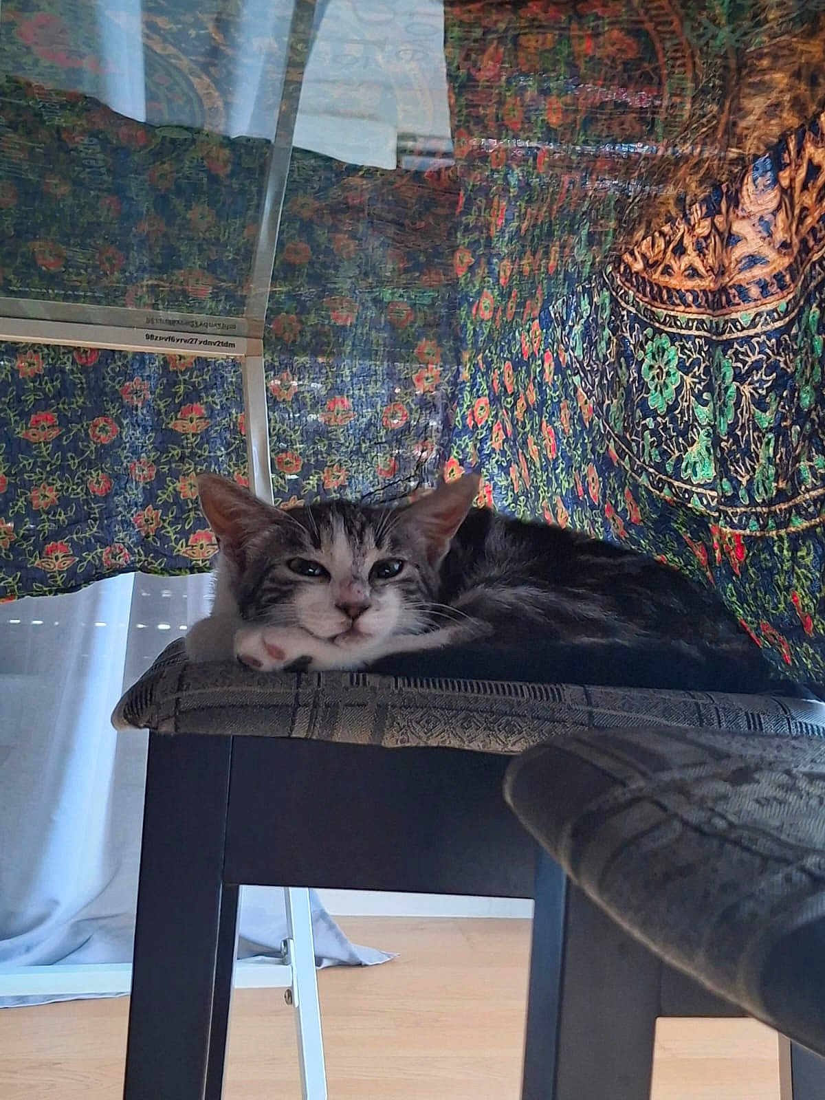 Hōyō is registered to the contest to win money with this photo: animal, cat, cozy, curtain, cushion, domestic, ears, floor, furniture, home, indoor, patterned_fabric, pet, relaxed, resting, sleepy, stool, whiskers, window, wooden_floor