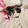 Hōyō participe au concours pour gagner de l'argent avec cette photo : cat, tabby_cat, sleeping, blanket, soft, cozy, indoor, pet, feline, resting, fur, cute, comfort, animal, domestic, relaxation, warm, nap, curled_up, peaceful