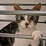 Hōyō a rejoint le concours — aidez-le/la à gagner de superbes lots ! cat, kitten, pet, animal, curious, paw, metal_bars, whiskers, indoor, close_up, face, ears, claws, tabby, white_fur, gray_fur, looking, playful, feline, young