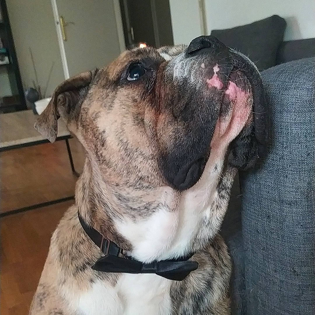 Picolo participe au concours pour gagner de l'argent avec cette photo : carnivore, collar, companion_dog, dog, dog_breed, dog_collar, fawn, fur, giant_dog_breed, guard_dog, leash, molosser, olde_english_bulldogge, pet_supply, snout, sporting_group, whiskers, working_animal, working_dog, wrinkle