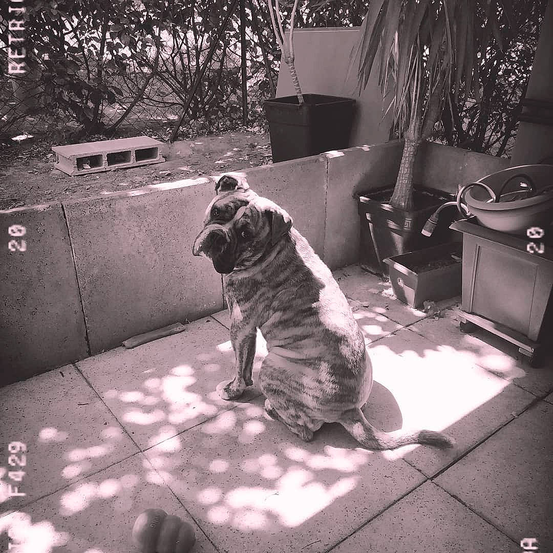 Picolo a rejoint le concours — aidez-le/la à gagner de superbes lots ! black, black_and_white, carnivore, companion_dog, dog_breed, door, fawn, felidae, flowerpot, grey, houseplant, mammal, monochrome, plant, small_to_medium_sized_cats, style, tail, tints_and_shades, tree, whiskers