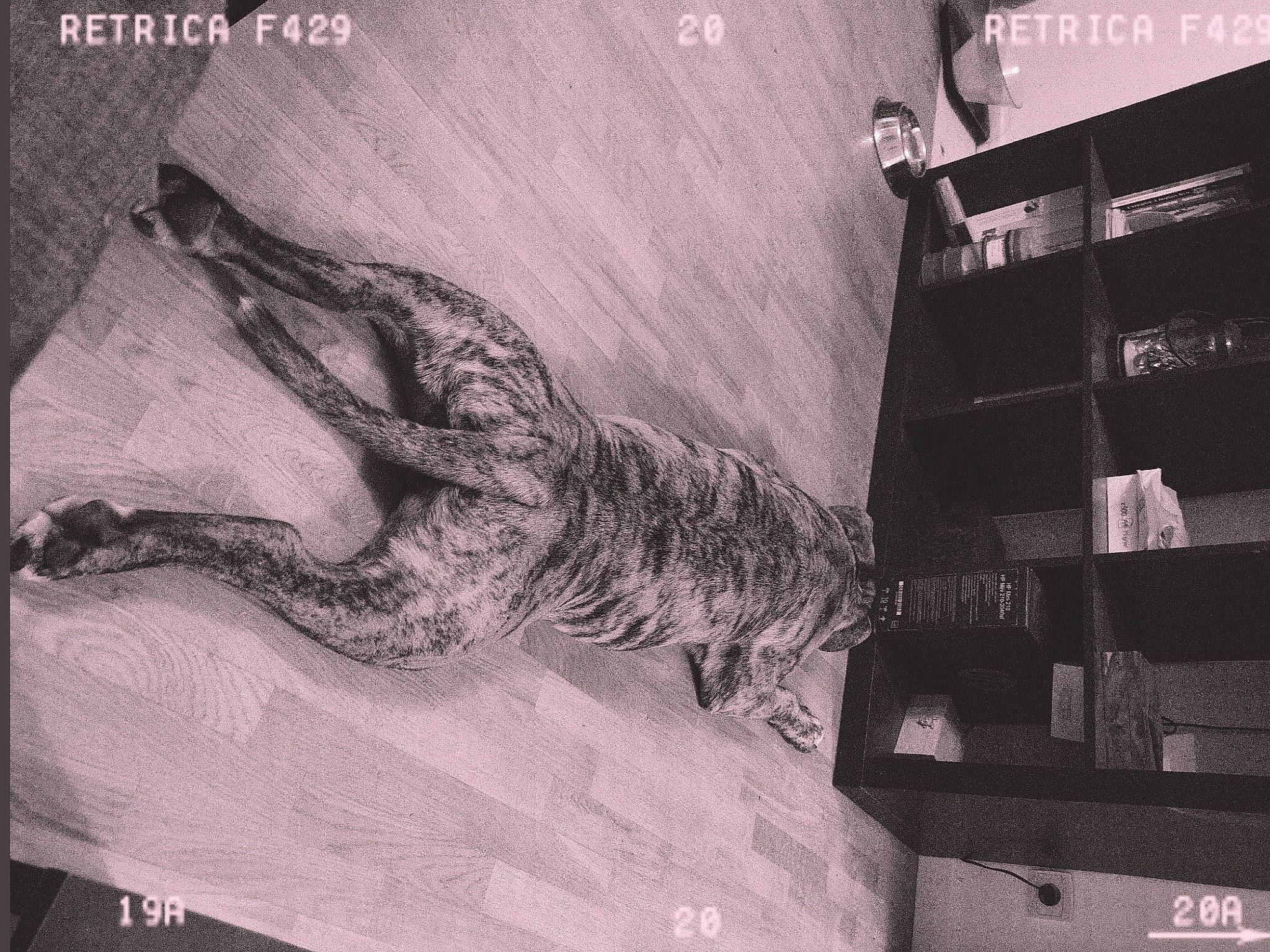 Picolo participe au concours pour gagner de l'argent avec cette photo : black_and_white, drawing, illustration, mountain, photography, room, sketch, tree, wood