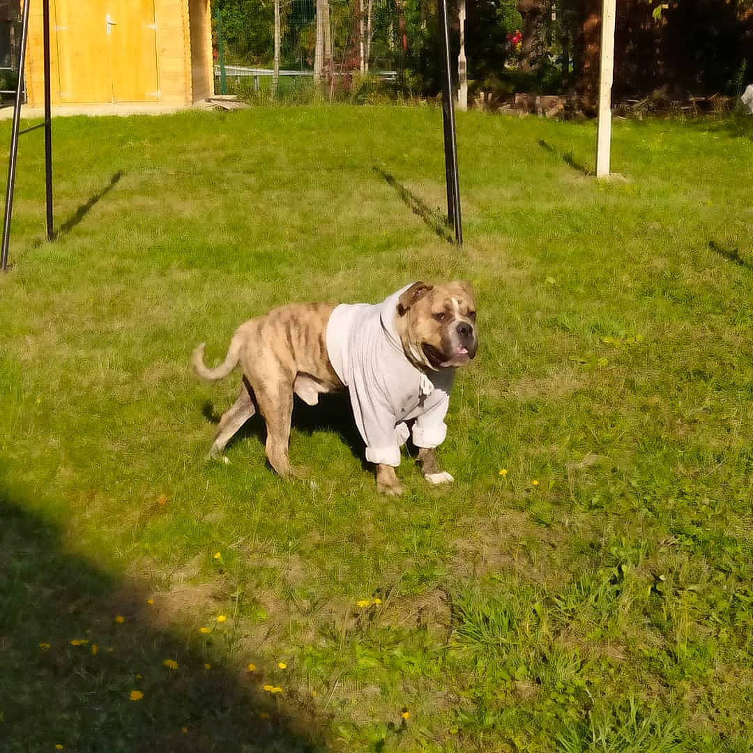 Picolo a rejoint le concours — aidez-le/la à gagner de superbes lots ! canidae, carnivore, chair, companion_dog, dog, dog_breed, fawn, garden, grass, guard_dog, lawn, non_sporting_group, plant, sporting_group, tail, tree, working_animal, working_dog, wrinkle, yard