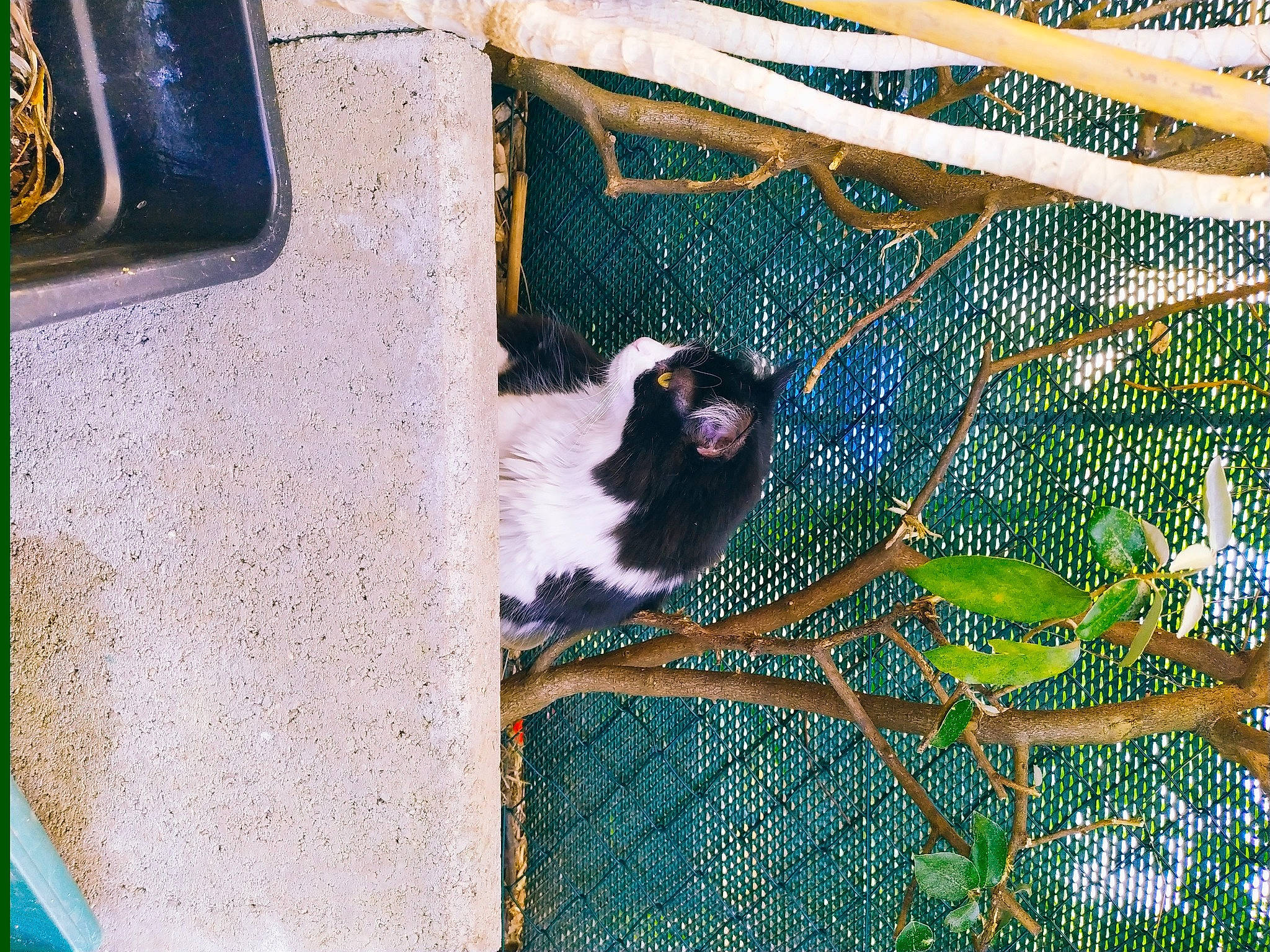 Charly participe au concours pour gagner de l'argent avec cette photo : animal_shelter, grass, guinea_pig, zoo