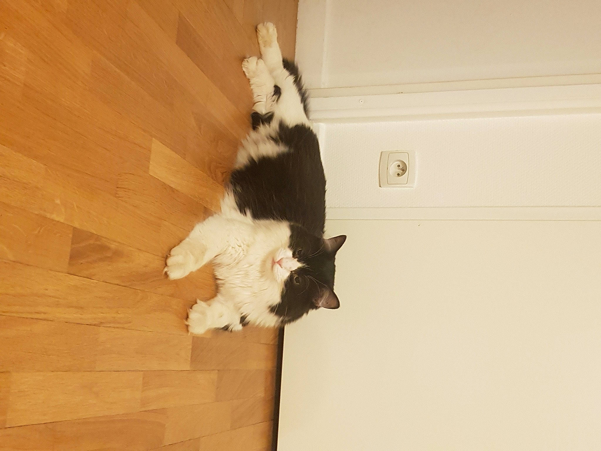 Charly a rejoint le concours — aidez-le/la à gagner de superbes lots ! carnivore, cat, felidae, small_to_medium_sized_cats, tail, whiskers