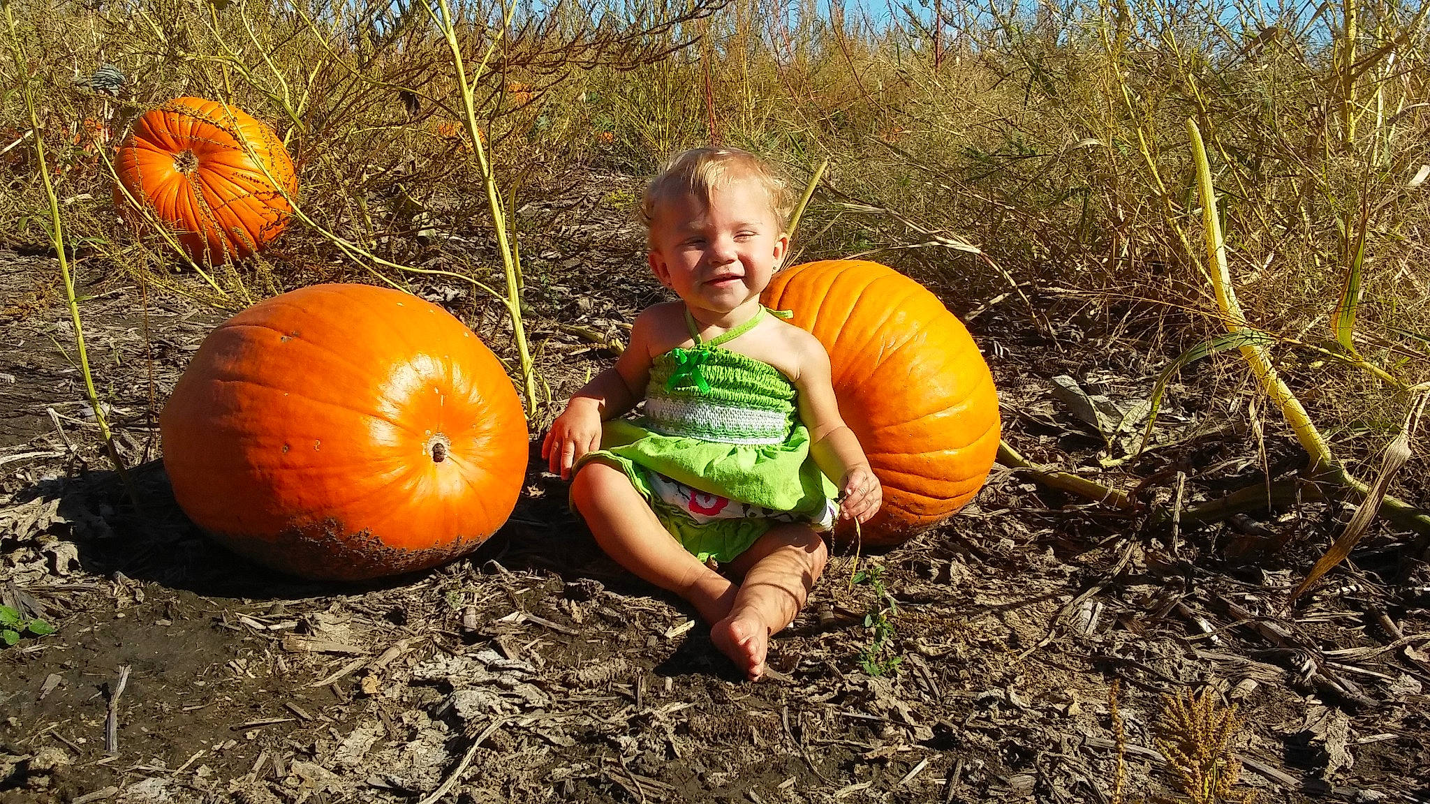 Jaxie is registered to the contest to win money with this photo: _and_melon_family, _gourd, autumn, calabaza, child, cucumber, cucurbita, food, fruit, gourd, joy, orange, person, plant, produce, pumpkin, smile, squash, toddler, vegetable