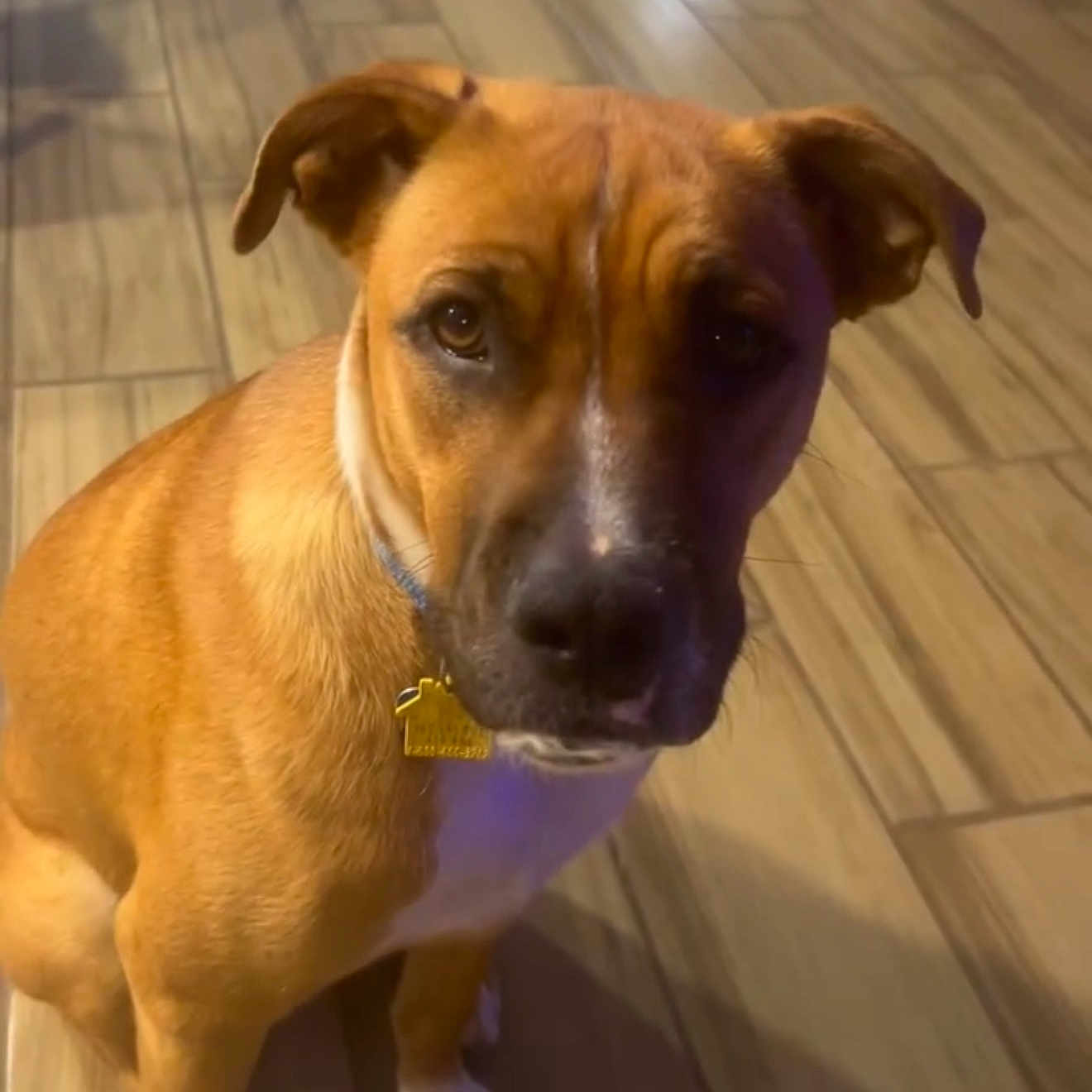 Bruno joined the competition — help win amazing prizes! animal, brown_dog, canine, close_up, collar, companion, cute, dog, domestic_animal, ears, floor, fur, house, indoor, looking_at_camera, paw, pet, sitting, tag, wooden_floor