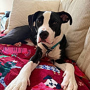 Snoop is registered to the contest to win money with this photo: dog, black_and_white, canine, pet, paws, blanket, couch, indoor, relaxed, collar, animal, fur, closeup, laying_down, home, comfortable, decor, lamp, pillow, resting