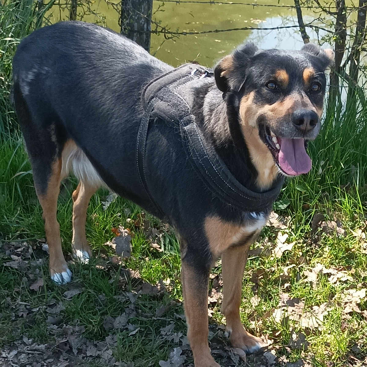 Lyra participe au concours pour gagner de l'argent avec cette photo : animal, black_fur, brown_fur, canine, daytime, dog, ears_up, fence, grass, happy, harness, leaf_litter, muzzle, nature, outdoor, pond, standing, sunlight, tongue_out, white_paws
