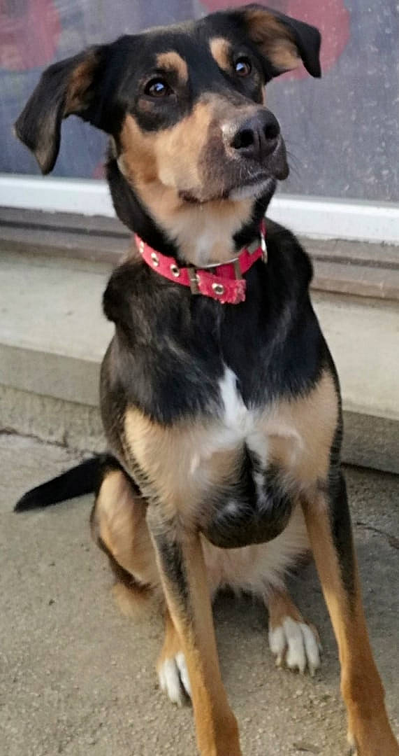 Lyra participe au concours pour gagner de l'argent avec cette photo : canidae, carnivore, collar, companion_dog, dog, dog_breed, dog_clothes, dog_collar, dog_supply, fashion_accessory, fawn, fur, leash, pet_supply, snout, sporting_group, tail, whiskers, working_animal, working_dog