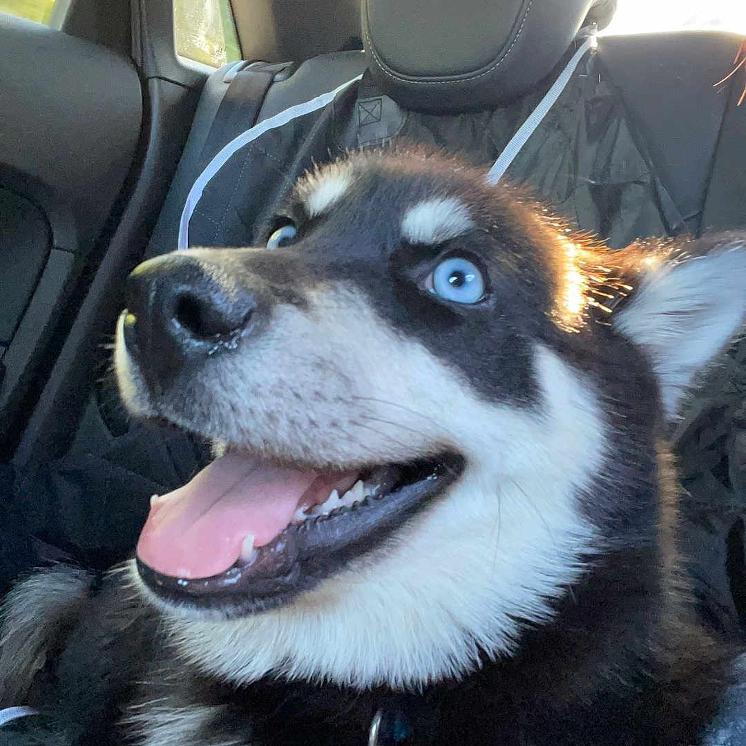 Husk is registered to the contest to win money with this photo: accessories, animal, architecture, belt, building, canine, car, cushion, dog, face, head, homedecor, husky, outdoors, person, pet, puppy, shelter, transportation, vehicle