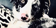 Oops participe au concours pour gagner de l'argent avec cette photo : australian_shepherd, black_and_white, border_collie, borzoi, canidae, carnivore, companion_dog, dog, dog_breed, fur, mammal, puppy, rare_breed_dog, silken_windhound, snout, sporting_group, vertebrate, whiskers