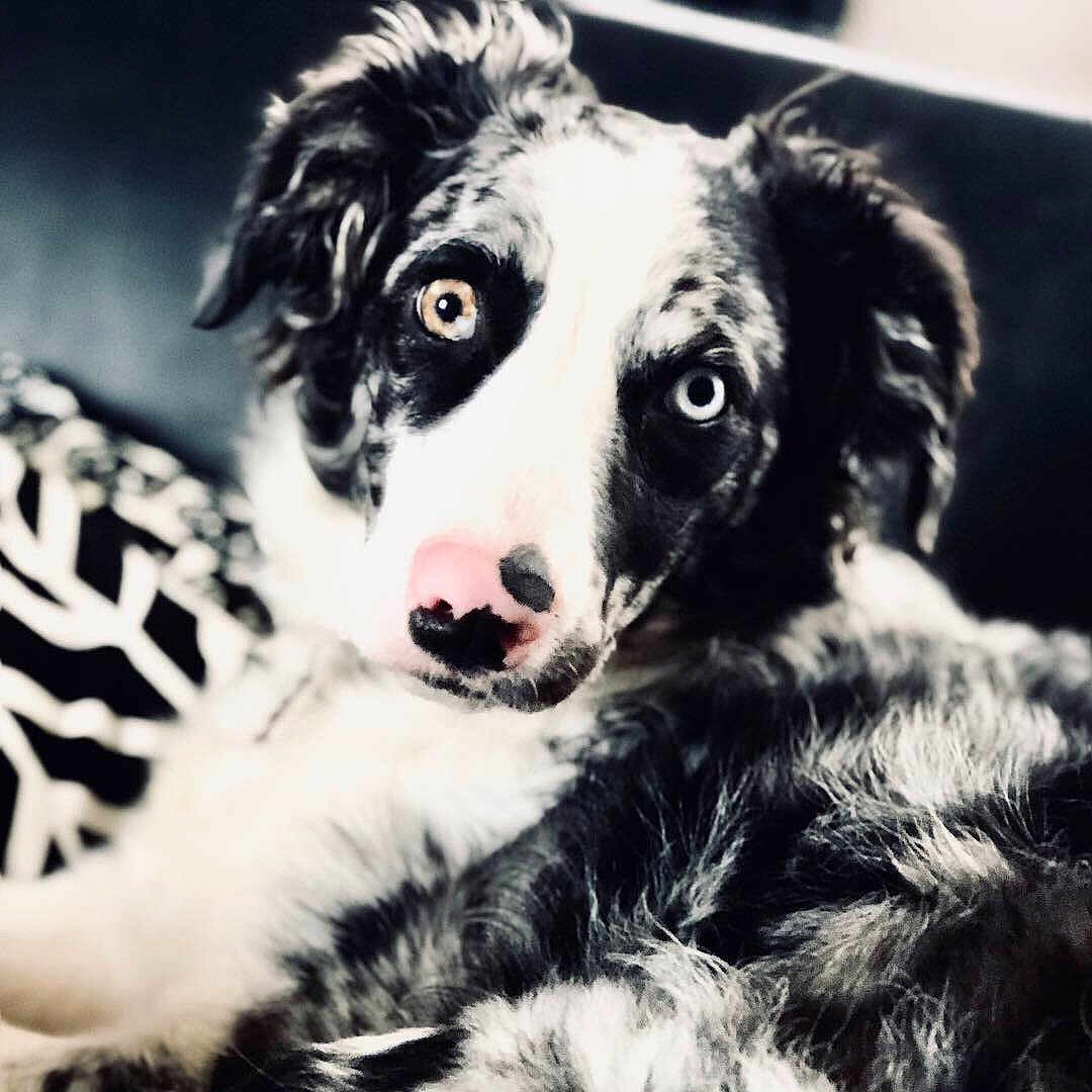 Oops participe au concours pour gagner de l'argent avec cette photo : australian_shepherd, black_and_white, border_collie, borzoi, canidae, carnivore, companion_dog, dog, dog_breed, fur, mammal, puppy, rare_breed_dog, silken_windhound, snout, sporting_group, vertebrate, whiskers