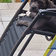 Dottie joined the competition — help win amazing prizes! animal, backyard, bird, black, canine, chair, curious, daytime, dog, fence, grass, leisure, metal, nature, outdoor, paw, pet, relaxed, resting, sidewalk