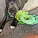 Dottie