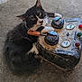 Tripod is registered to the contest to win money with this photo: cat, black_and_white, feline, animal, pet, curious, dusty, old_device, electrical_meter, dials, colored_lights, floor, indoor, resting, whiskers, ears, fur, paws, close_up, looking_up