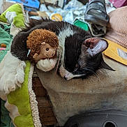 Tripod joined the competition — help win amazing prizes! cat, black_and_white, sleeping, plush_toy, hedgehog, claw, blanket, shoe, television, indoor, resting, fur, paw, cozy, furniture, household, napping, soft_surface, domestic, pet