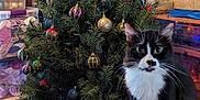 Tripod joined the competition — help win amazing prizes! cat, christmas_tree, ornaments, lights, indoor, decorations, black_and_white, feline, wooden_wall, storage_boxes, table, plaid_blanket, holiday, festive, curious, pet, whiskers, sitting, home, cozy