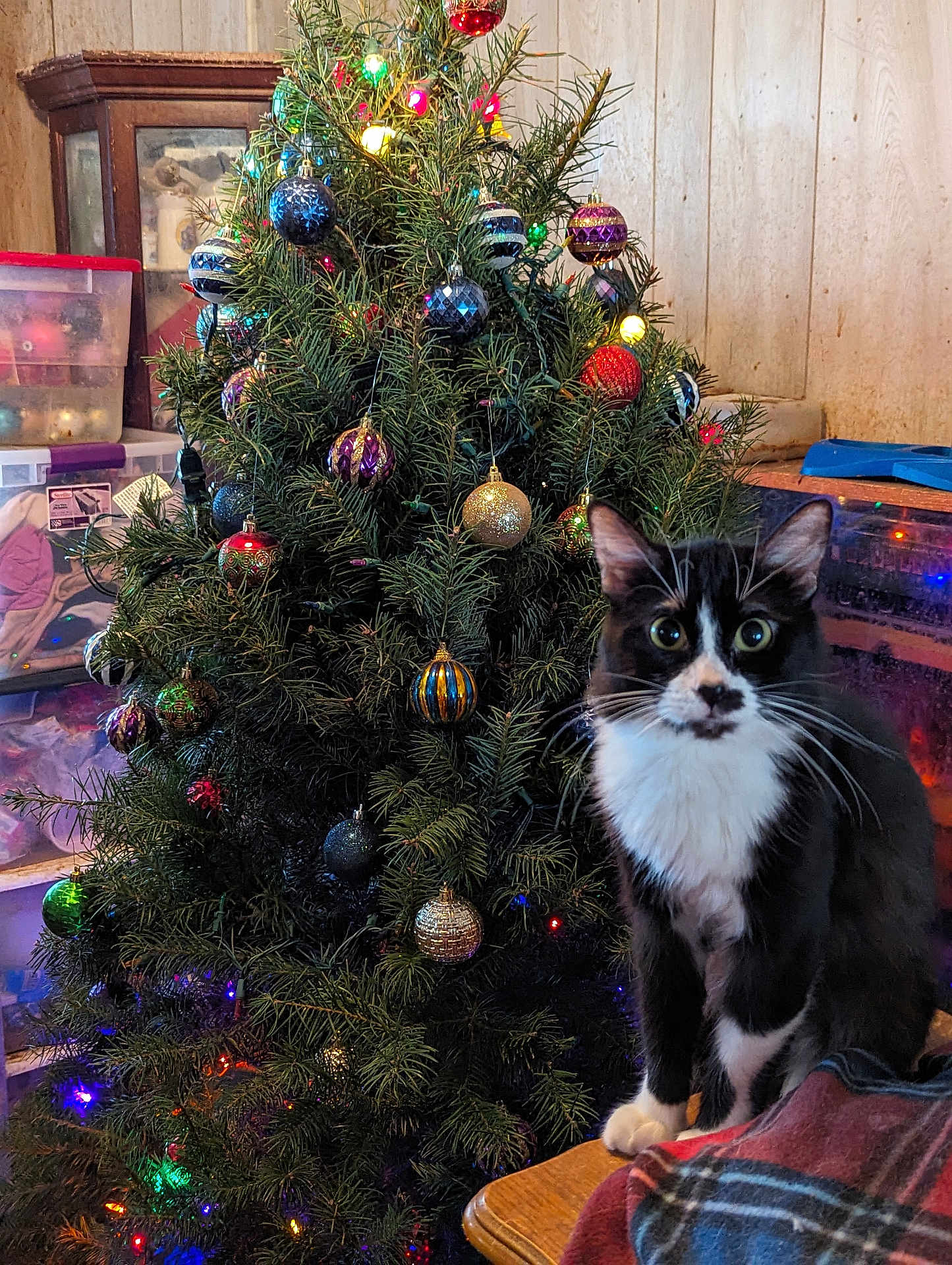 Tripod joined the competition — help win amazing prizes! cat, christmas_tree, ornaments, lights, indoor, decorations, black_and_white, feline, wooden_wall, storage_boxes, table, plaid_blanket, holiday, festive, curious, pet, whiskers, sitting, home, cozy