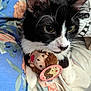 Tripod joined the competition — help win amazing prizes! cat, black_and_white, plush_toy, hedgehog, fabric, colorful, floral_pattern, whiskers, ears, paws, close_up, indoor, cute, pet, animal, soft_toy, tag, resting, curious, cozy