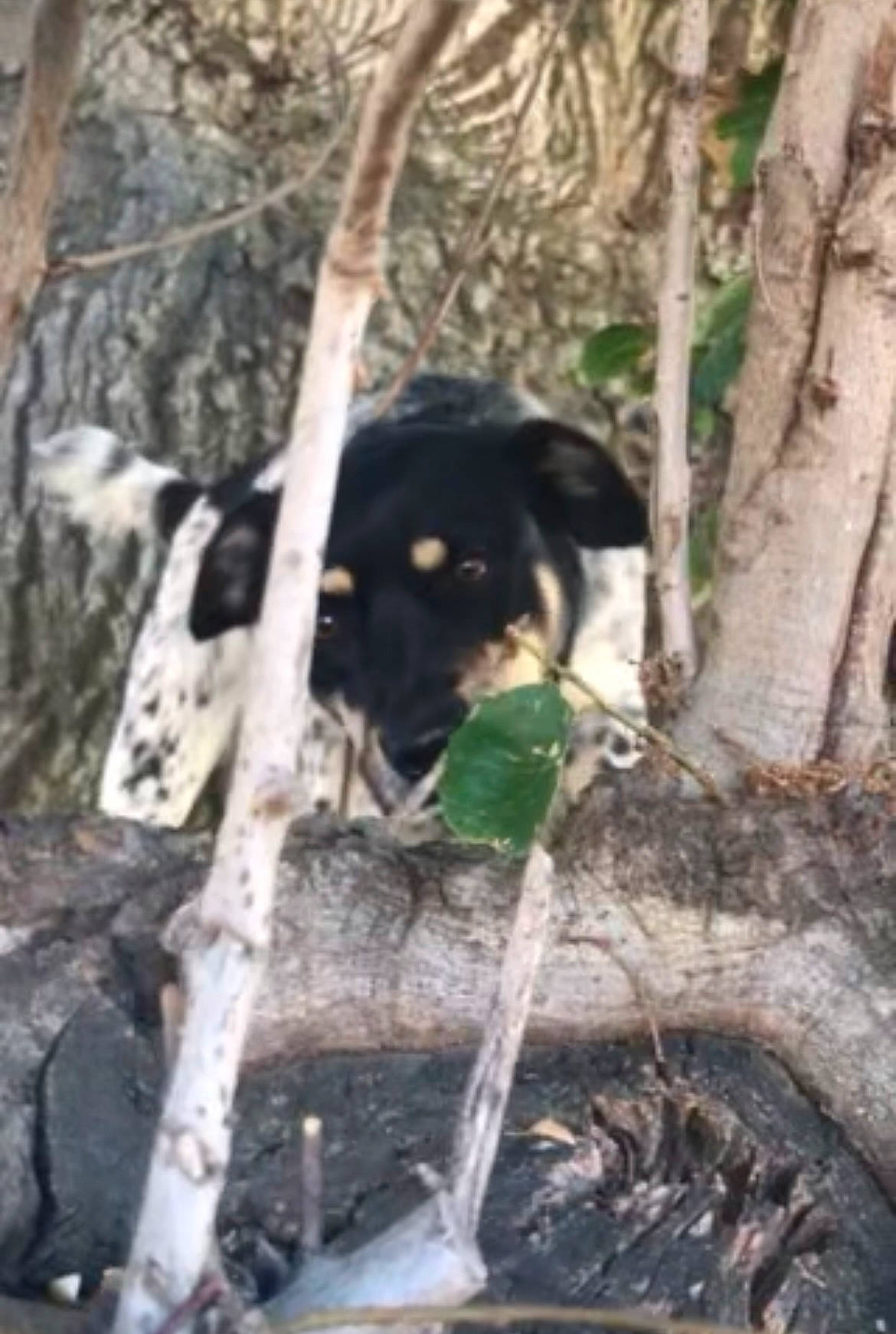 Brandi is registered to the contest to win money with this photo: bear, carnivore, felidae, forest, fur, grass, jungle, natural_material, nature_reserve, plant, plant_stem, snout, tail, terrestrial_animal, terrestrial_plant, tree, trunk, twig, wildlife, wood