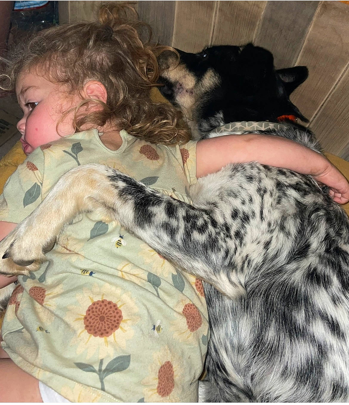 Brandi joined the competition — help win amazing prizes! bed, canidae, carnivore, comfort, companion_dog, couch, dog, dog_breed, dog_supply, fawn, felidae, fur, linens, mammal, pattern, remote_control, small_to_medium_sized_cats, sporting_group, toddler, vertebrate