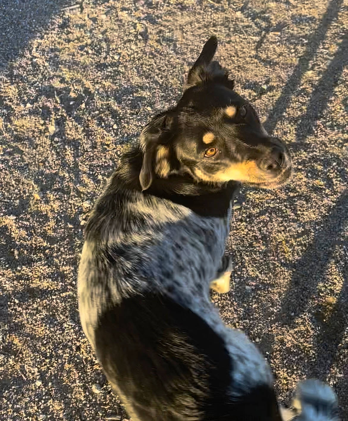 Brandi is registered to the contest to win money with this photo: asphalt, canidae, carnivore, companion_dog, dog, dog_breed, fur, herding_dog, road_surface, shadow, snout, soil, sporting_group, street_dog, sunlight, terrestrial_animal, tints_and_shades, whiskers, working_animal, working_dog