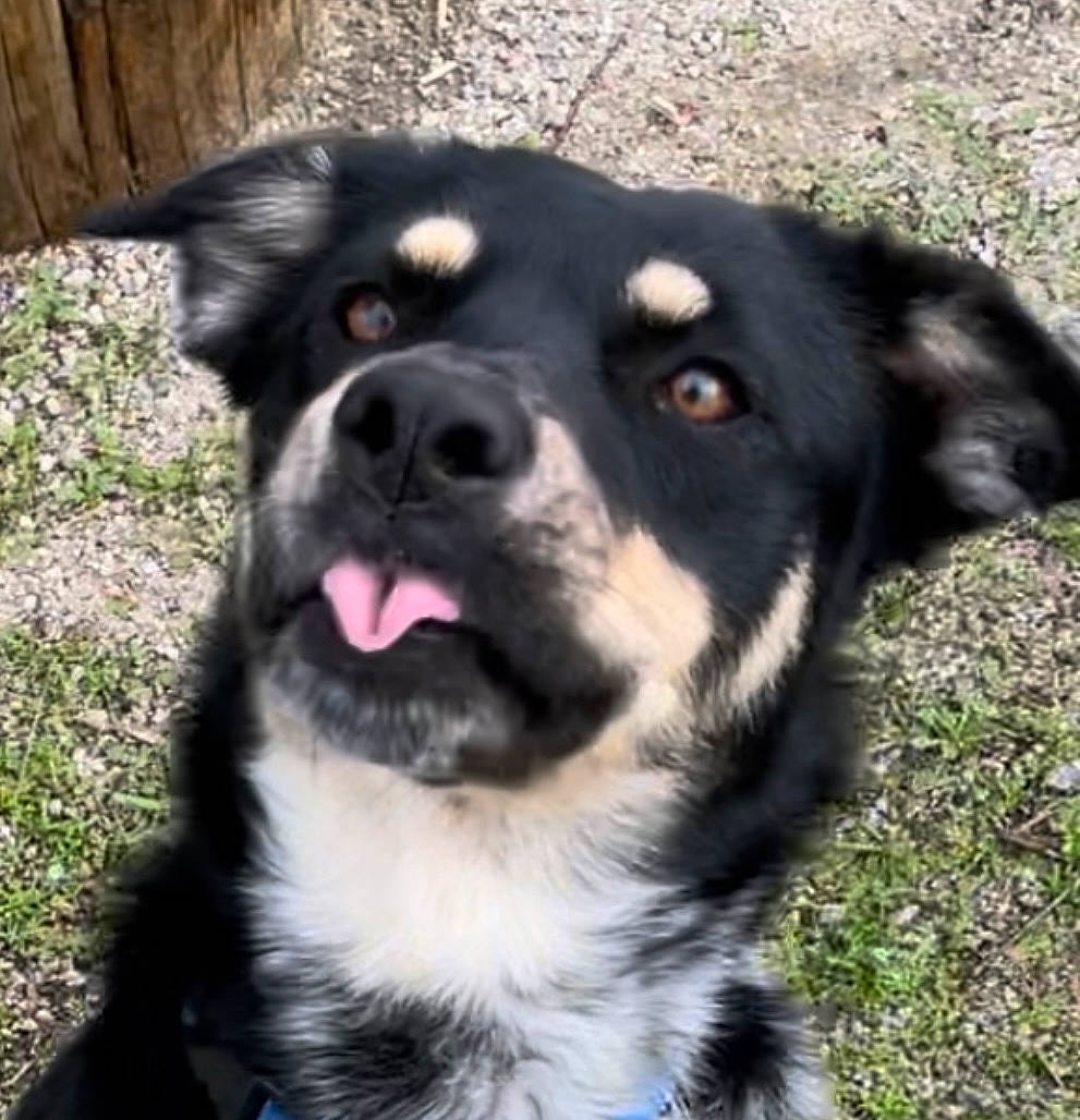 Brandi is registered to the contest to win money with this photo: ancient_dog_breeds, canidae, carnivore, collar, companion_dog, dog, dog_breed, dog_collar, fur, grass, herding_dog, pet_supply, snout, sporting_group, terrestrial_animal, whiskers, working_animal, working_dog