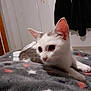 animal, bedroom, blanket, cat, cozy, curious, ears, feline, fur, gray, indoor, kitten, looking_away, pet, resting, soft, star_pattern, whiskers, white, young
