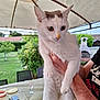 cat, white_cat, animal, pet, outdoor, garden, person, hand, table, glasses, smartphone, canopy, greenery, barbecue, curious, feline, fur, portrait, holding, nose_spot
