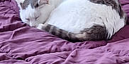 Perle a rejoint le concours — aidez-le/la à gagner de superbes lots ! cat, sleeping, bed, blanket, purple, cozy, indoor, fur, resting, pet, animal, domestic, whiskers, curled_up, quiet, relaxed, feline, soft, comfort, home
