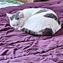 cat, sleeping, bed, blanket, purple, cozy, indoor, fur, resting, pet, animal, domestic, whiskers, curled_up, quiet, relaxed, feline, soft, comfort, home