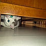 cat, animal, pet, indoor, floor, wooden_furniture, curious, peeking, head_tilt, glowing_eyes, playful, mysterious, home, domestic, whiskers, ears, white_and_gray, small_space, shadow, reflection