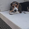 Blue participe au concours pour gagner de l'argent avec cette photo : beagle, puppy, dog, bone, chewing, sofa, cushion, white, outdoor, wicker, pet, animal, cute, lying_down, floor, paw, ears, snout, fur, relaxed