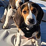 Blue participe au concours pour gagner de l'argent avec cette photo : beagle, puppies, dog, outdoor, grass, sunlight, pets, cute, young, animal, cushion, white, brown, black, fur, ears, collar, looking, sitting, close