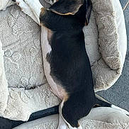Blue participe au concours pour gagner de l'argent avec cette photo : puppy, dog, sleeping, dog_bed, bone, cozy, resting, pet, cute, fur, black, brown, white, animal, indoor, floor, relaxed, napping, canine, adorable