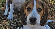 Blue a rejoint le concours — aidez-le/la à gagner de superbes lots ! beagle, puppy, dog, grass, outdoor, sunlight, animal, pet, cute, young, nature, two, brown, white, ears, sitting, looking, playful, curious, fur