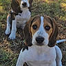 beagle, puppy, dog, grass, outdoor, sunlight, animal, pet, cute, young, nature, two, brown, white, ears, sitting, looking, playful, curious, fur