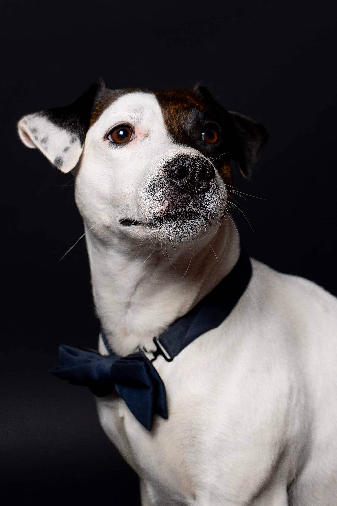 Perceval participe au concours pour gagner de l'argent avec cette photo : canidae, carnivore, collar, companion_dog, dog, dog_breed, dog_collar, fashion_accessory, fawn, flash_photography, fur, leash, non_sporting_group, pet_supply, sporting_group, strap, whiskers, working_animal