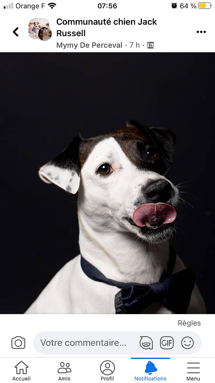 Perceval a rejoint le concours — aidez-le/la à gagner de superbes lots ! ancient_dog_breeds, canidae, carnivore, collar, companion_dog, dog, dog_breed, dog_collar, dog_supply, fictional_character, flash_photography, font, pet_supply, photo_caption, photography, rectangle, screenshot, stock_photography, whiskers, working_dog