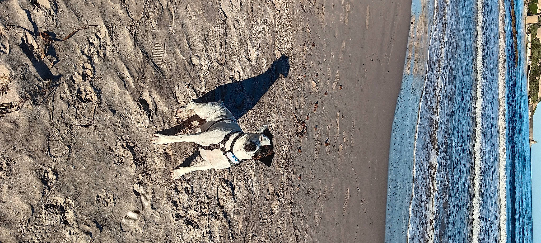 Perceval participe au concours pour gagner de l'argent avec cette photo : adventure, beach, beak, concrete, extreme_sport, eyewear, goggles, landscape, sand, seabird, shadow, soil, sunglasses, tints_and_shades, water, wave, wildlife, wind_wave, wing, wood