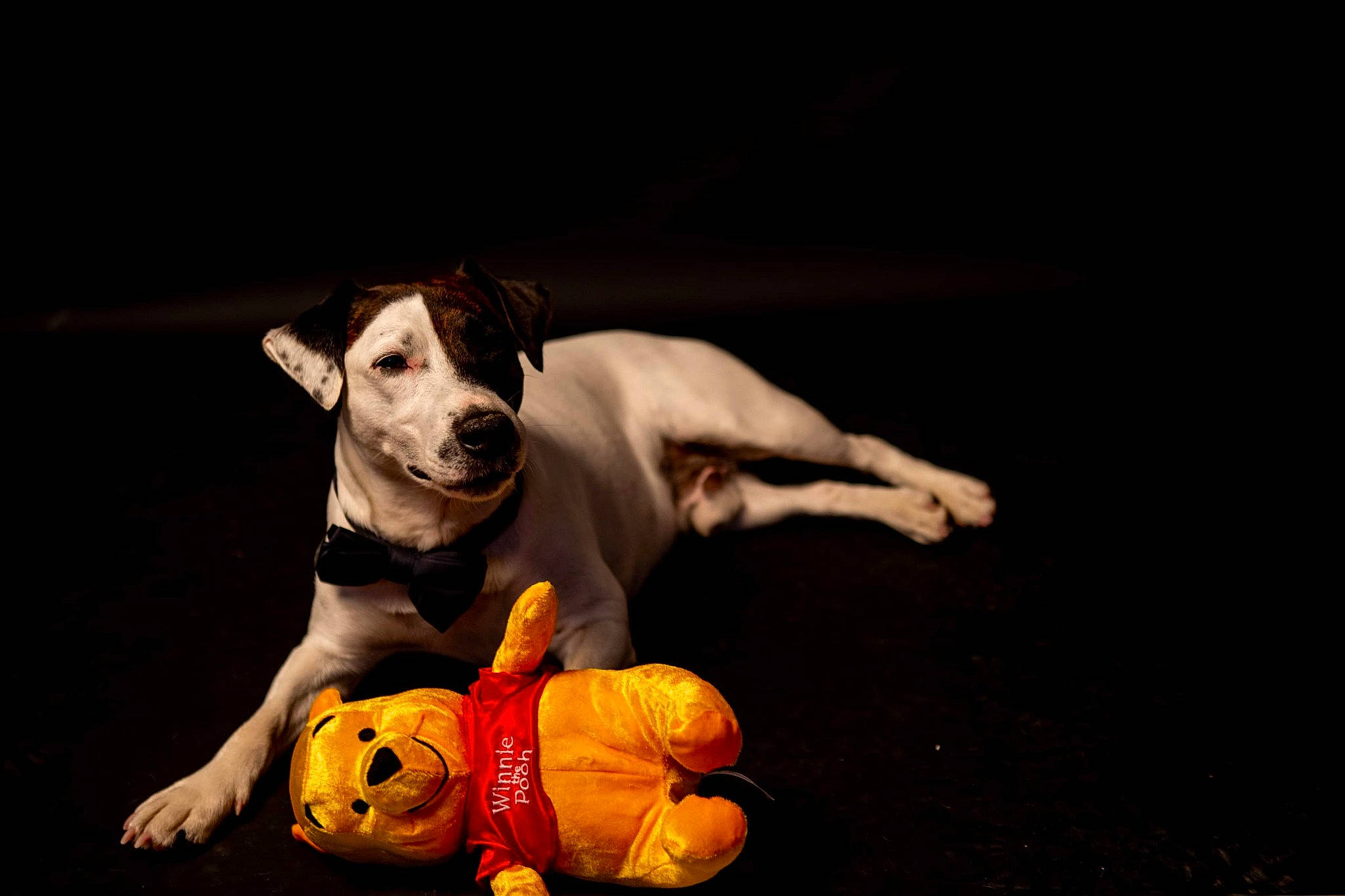 Perceval a rejoint le concours — aidez-le/la à gagner de superbes lots ! ball, calabaza, carnivore, companion_dog, darkness, dog, dog_breed, dog_clothes, dog_supply, entertainment, fawn, flash_photography, gourd, paw, sporting_group, stuffed_toy, tail, toy, toy_dog, working_animal