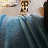 puppy, dog, blanket, floor, tile, pet_toy, indoor, curious, small, young, ears, fur, animal, cozy, home, background, soft, blue, texture, looking