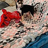 animal, black_and_tan, blanket, couch, cozy, cute, dog, domestic, furniture, home, indoor, knitted_blanket, pet, plush_toy, puppy, red_toy, relaxed, small_dog, soft_texture, young_dog
